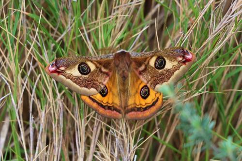Saturnia sp.